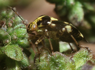 Liocoris tripustulatus