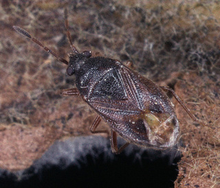 Stygnocoris sabulosus