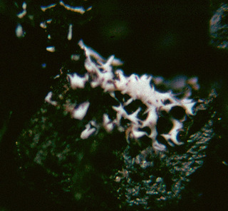 Badhamia macrocarpa