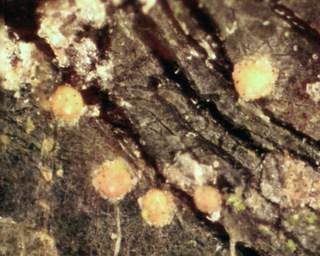 Sarea resinae