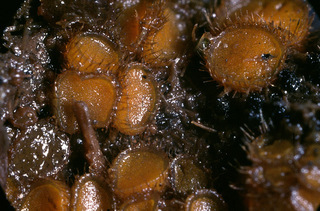 Cheilymenia fimicola