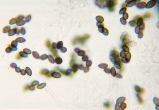 Melanospora lagenaria