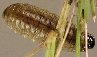 Crioceris asparagi