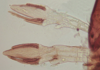 Peyritschiella protea