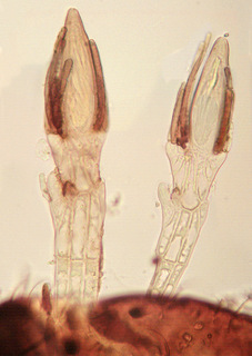 Peyritschiella protea