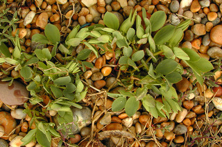 Lathyrus japonicus ssp maritimus
