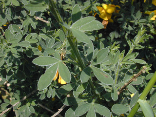 Cytisus scoparius ssp scoparius