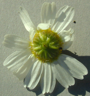 Matricaria chamomilla