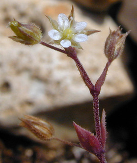 Arenaria serpyllifolia ssp leptoclados