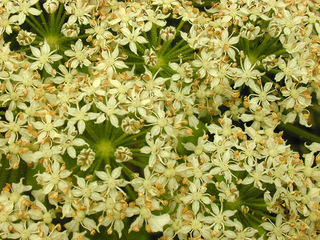 Heracleum mantegazzianum