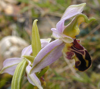 Ophrys apifera var apifera
