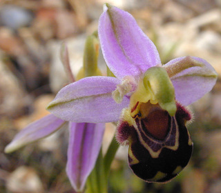 Ophrys apifera var apifera
