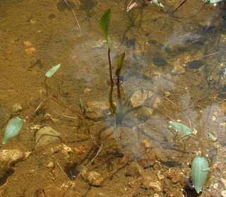 Alisma plantago-aquatica