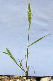 Polypogon monspeliensis