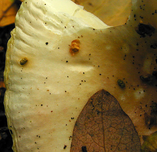 Russula betularum