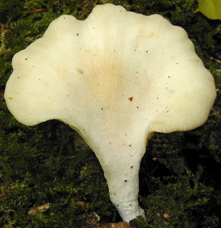 Hohenbuehelia auriscalpium