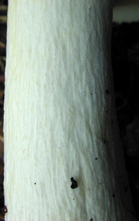 Russula ochroleuca