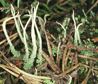 Cladonia squamosa var subsquamosa