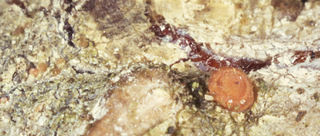 Sarea resinae