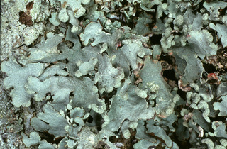 Parmotrema reticulatum