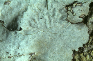 Parmotrema reticulatum