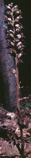 Neottia nidus-avis