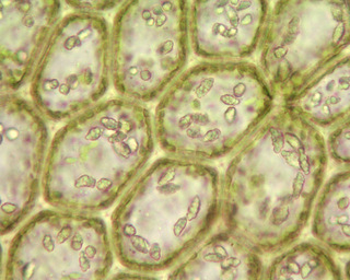 Plagiochila asplenioides