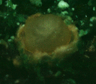 Sphaerobolus stellatus