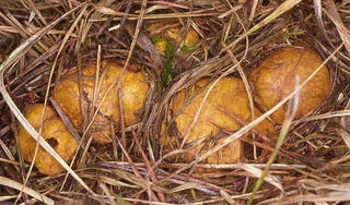Rhizopogon roseolus