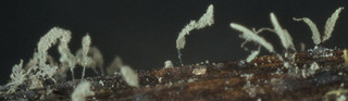 Cephalotrichum microsporum