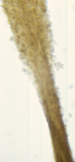 Cephalotrichum stemonitis