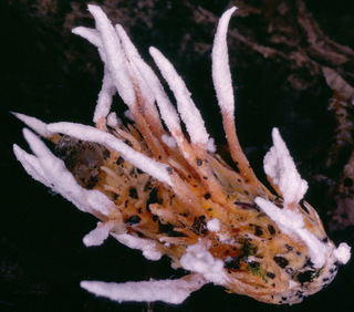 Paecilomyces farinosus