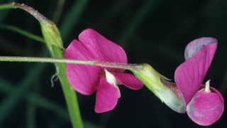 Lathyrus nissolia