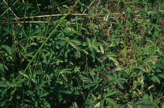 Potentilla palustris