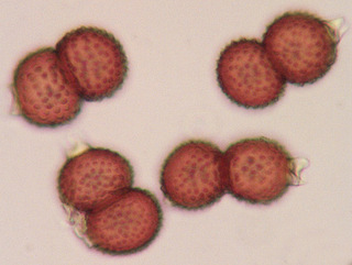 Tranzschelia anemones