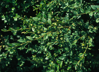 Buxus sempervirens