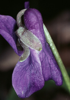 Viola odorata var odorata