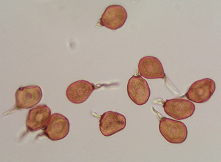 Uromyces muscari