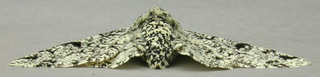 Biston betularia form typica