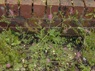 Fumaria officinalis ssp officinalis