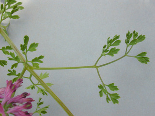 Fumaria officinalis ssp officinalis
