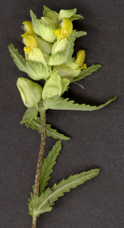 Rhinanthus minor ssp minor