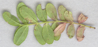 Hypericum humifusum