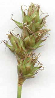 Carex muricata ssp pairae