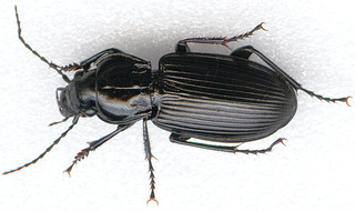 Pterostichus melanarius