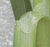 Carex muricata ssp pairae
