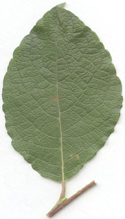 Salix caprea ssp caprea