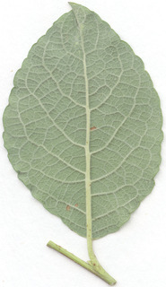Salix caprea ssp caprea