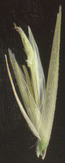 Spartina maritima x alterniflora = S. x townsendii