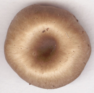 Clitocybe subspadicea